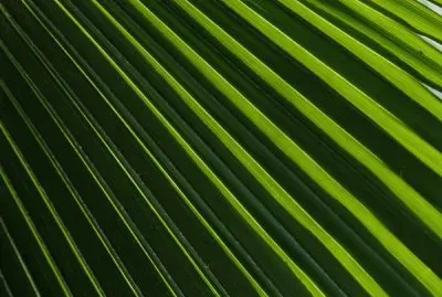 palm frond