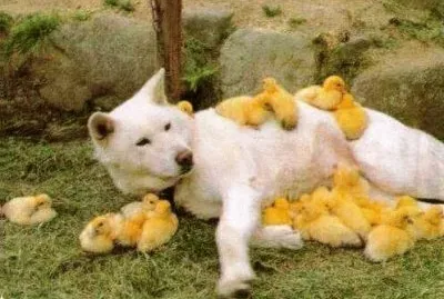 פאזל של mistaken