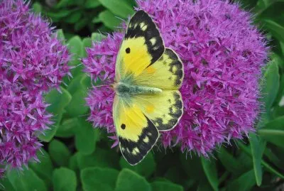 Butterfly on Purple Flowers