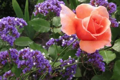 Pretty Rose and Purple Wild Flowers