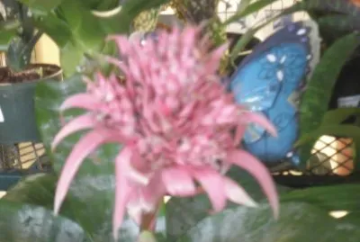 flor exÃ³tica