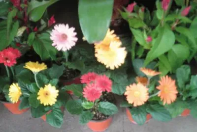 gerberas jigsaw puzzle