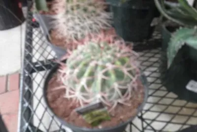 פאזל של cactus