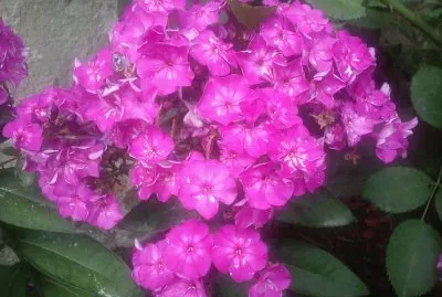 Blumen