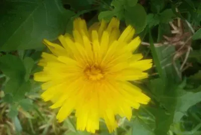 Blumen