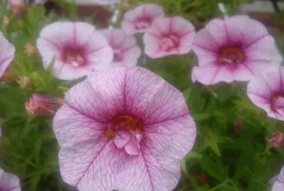Blumen