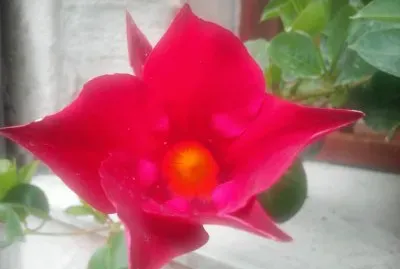 Blumen