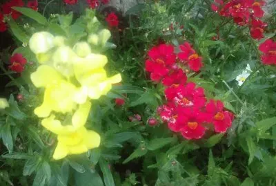Blumen