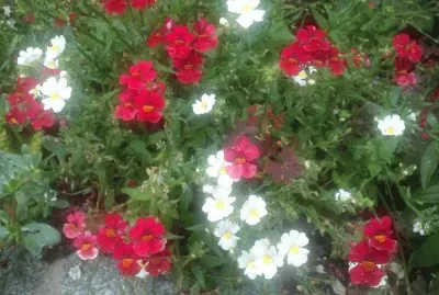 Blumen