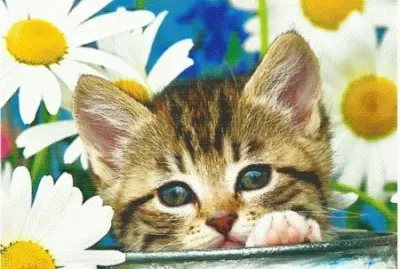 image jigsaw puzzle