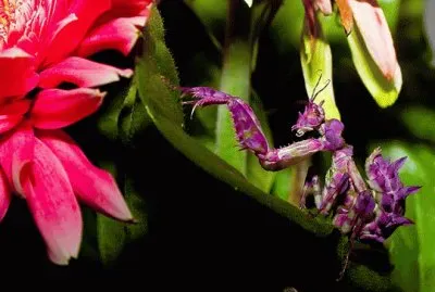 Purple Praying Mantis