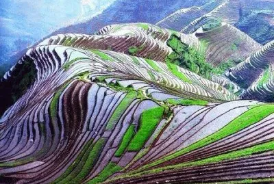 rice terraces