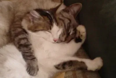 Calin