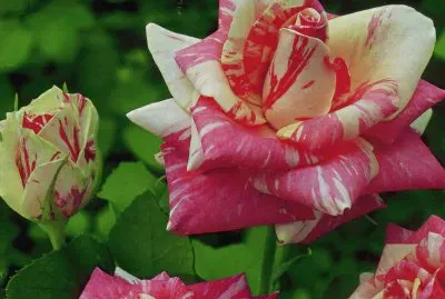 Roses