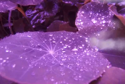 Rain Drops on Purple Leaves