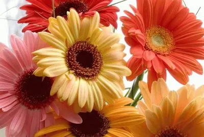 flores