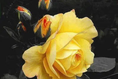 flores
