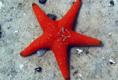 starfish