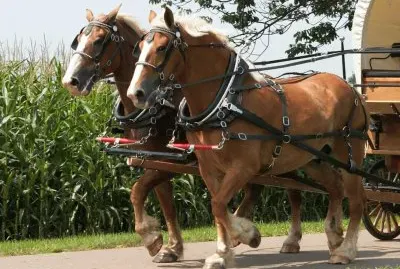 side backer harnesses