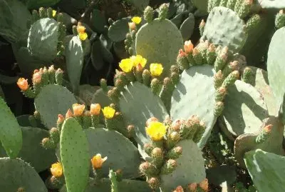 Natura jigsaw puzzle