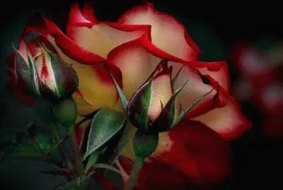 flores