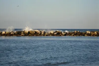 Gabbiano a Cattolica