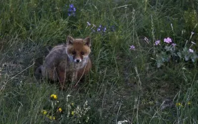 Cucciolo di volpe