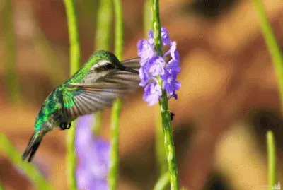 ColibrÃ¬