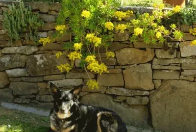 Luki
