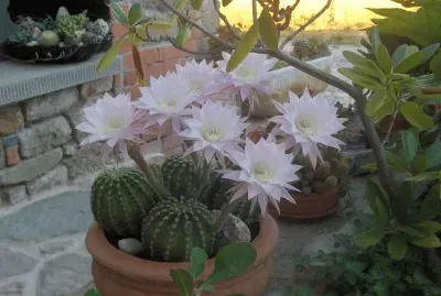Fiori