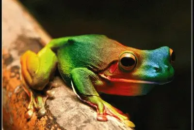 rana arcoiris