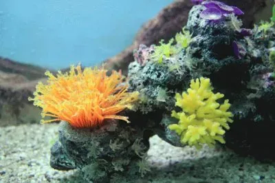 פאזל של Coral Reef
