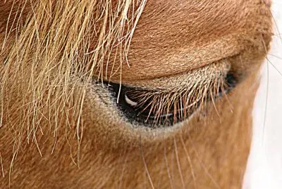 Horse Eye