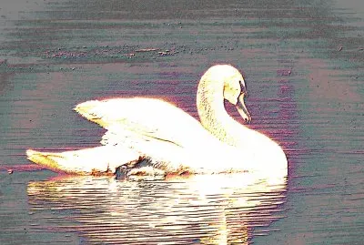 Swan