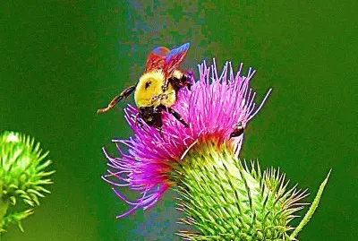 Bumble Bee