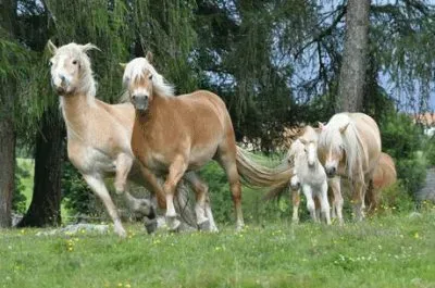 Cavalli in Valle d 'Aosta
