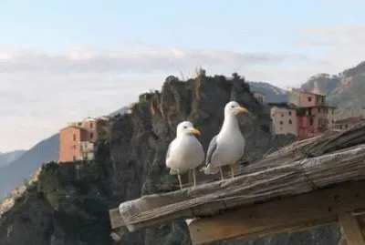 Gabbiani