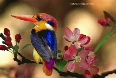 animais