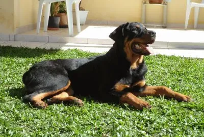 rotweiller