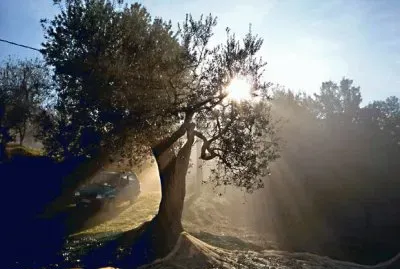 Olive tree Umbria
