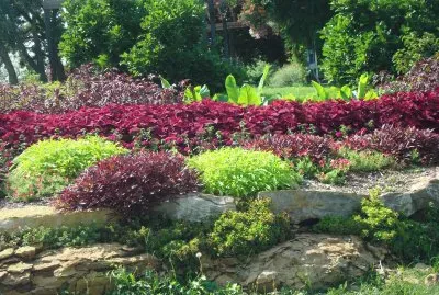 garden