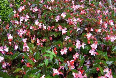 flores