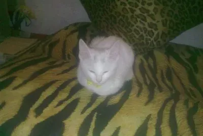 LULU III