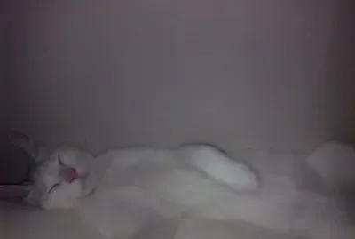 DURMIENDO A PATA SUELTA