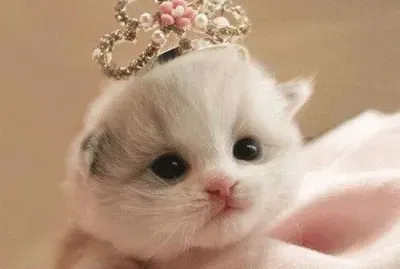 פאזל של Gatinhos.