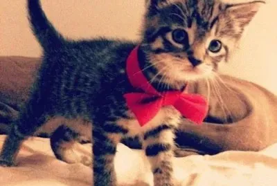 פאזל של Gatinho.