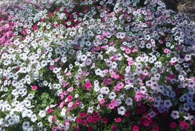 flores blancas jigsaw puzzle