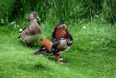 Anatra  'londinese '