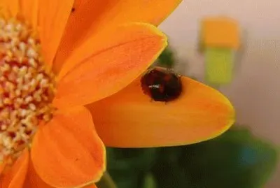 Coccinella porta fortuna