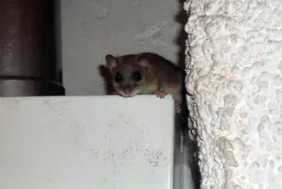 Un ghiro fa capolino